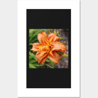 Orange Lily Bloom Photographic Image Posters and Art